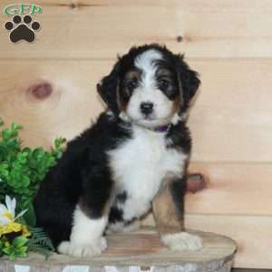 Cotton Candy, Bernedoodle Puppy